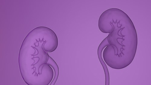 Zwei Nieren symbolisieren den IgAN-Krankheitsbeginn