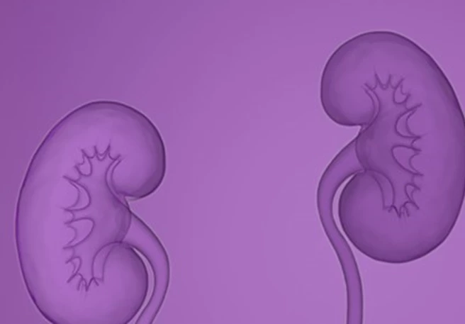 Zwei Nieren symbolisieren den IgAN-Krankheitsbeginn Zwei Nieren symbolisieren den IgAN-Krankheitsbeginn